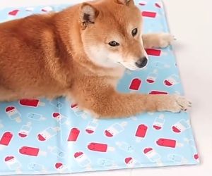 Đệm Gel Lạnh Làm Mát Chỗ Nằm Cho Chó Mèo. Thảm Lạnh Chất Liệu Chống Thấm Dễ Làm Sạch