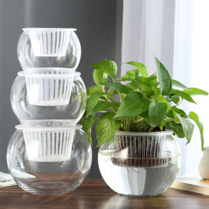 XIANGCAI | Creative Transparent Glass Water Culture Vase