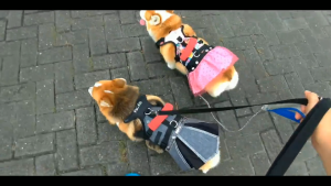 Sporty & Stylish Pet Dog Harness Set / K9 Dog Harness+Leash / Tali Badan + Tali Tuntun Prints Anjing Peliharaan (Harness Dress/Harness Bow Tie)