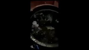 UMPAN IKAN MAS SIAP PAKAI GACOR 1 PAKET SIAP PAKAI | BOOSTRIKE