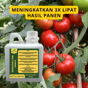 Pupuk Buah Tomat: Pemilihan & Penggunaan yang Tepat