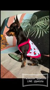 🇹🇭ส่งอัตราแลกเปลี่ยน 🐶🐱 สายเดี่ยวแฟชั่น สบายสุดๆ ผ้าสุนัข แมว สำหรับน้ำหนักสดใสมาก น่ารักสดใส 💗