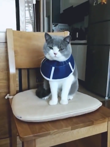 Godote Ai Elizabethan Cat Collar Soft Cloth Non-Woven Cat Neck Pet Headgear to Prevent Licking