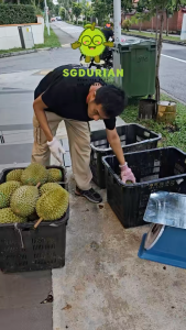 2 BOX MSW FRESH DURIAN 300G