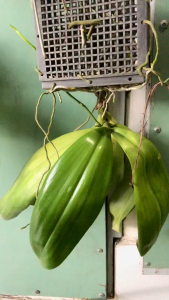 Hồ Điệp Sumatra Phal. Gigantea x Amboinensis – Lan Lai Quý Lá To - MAI HUY SINCE 2008