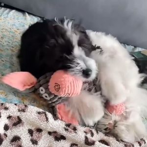 Đồ chơi thú bông vải nhung sần kêu chút chít gắn thừng cho chó mèo thú cưng - Đen Ta pet shop