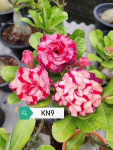 Adenium Obesum Bonsai ID KN9 富贵花