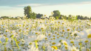 Chamomile Tea Beauty Health Slimming Soothe the Nerves Help Sleep Stress Relief Pure & Natural High Quality Chamomile Flower Herbal Tea  Relaxing and Calming// For Better Sleep  CHAMOMILE FLOWER TEA/DRIED CHAMOMILE FLOWERS