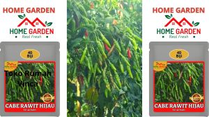 Benih Bibit Cabe RAWIT HIJAU F1 Cabai Rawit Setan Super Pedas