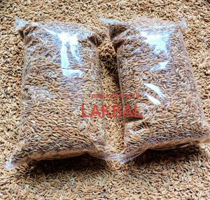 jual benih padi ketan putih pilihan original 500 gram