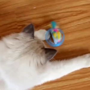 Iron Cage & Interactive Cat Toys: A Comprehensive Guide