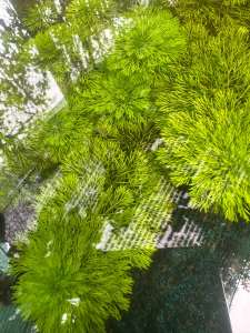 Cây Tiểu Bảo Tháp - 20 Nhánh- trang trí bể thuỷ sinh không co2