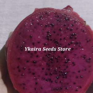 Dragon Fruit 100 Seeds for Planting Binhi Pantanim