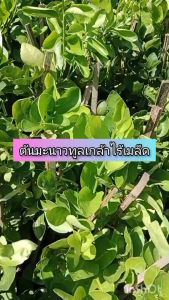 ต้นมะนาวทูลเกล้าไร้เมล็ด ขนาด 65-100 ซม. ลูกดกมาก น้ำเยอะ กลิ่นหอม ที่สำคัญพันธุ์นี้ทนโรคมาก เหมาะสำหรับปลูกไว้ใช้ในครัวเรือน