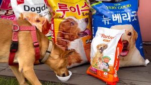 [BAO 15KG] DOGDAY thức Ăn Hạt Cho Chó Cao Cấp - HÀNG XUẤT KHẨU HÀN QUỐC