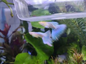 Sale 1 Pair Albino Sky Blue Guppy