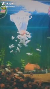 AQUARIUM CONE FEEDER FOR TUBIFEX/ BLOODWORM WITH SUCTION CUP