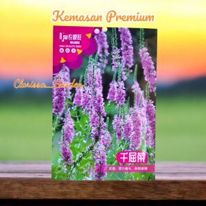(KEMASAN PREMIUM) BIJI | BENIH BUNGA LYTHRUM SALICINA ( isi -+1.000 butir)