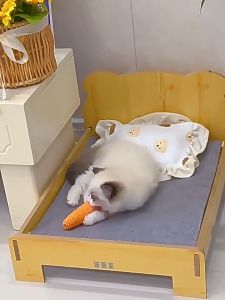 ของเล่นสัตว์เลี้ยง แครอทเชือก มี3ขนาด แบบเชือก ของเล่นแมว ของเล่นหมา ของเล่นสำหรับสัตว์เลี้ยง