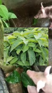 MADRE DE AGUA PLANTS  CUTTINGS may ugat order na po pagkain sa baboy at manok/ MADALING ALAGAAN AT PARAMIHIN/