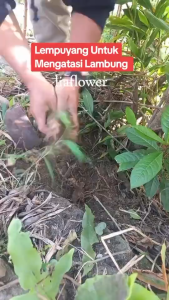 1 kg Lempuyang / Lampuyang Segar Alami