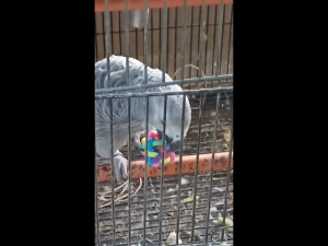 Magnifica Multicolor Rubber Ball with Bell Toy for Birds