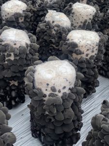 New 2025 Stock Northeast Black Ear Mushroom 250g Specialty No Root No Impurity Non-Wild Dry Farmhouse Self-Produced Soft And Sticky