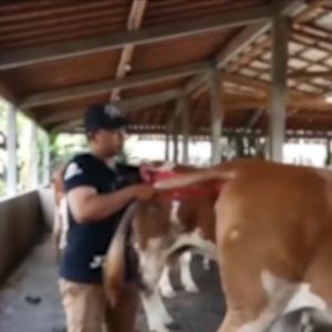 ถุงมืPE glove ยาวถึงหัวไหล่อย่างดี เหนียว ยืดหยุ่นสูง ถุงมือผสมเทียม