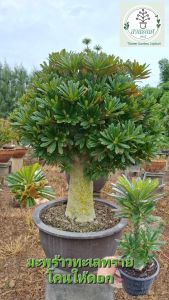 มะพร้าวทะเลทราย กิแกส โคนดอก