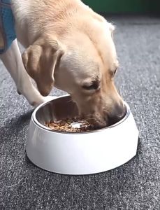 High Quality Stainless-Steel Melamine Pet Bowl | Non Slip Dog Cat Bowl