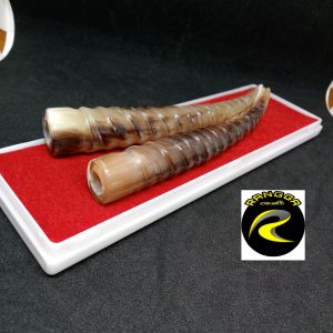 once cangklong tanduk kerbau motif ulir asli dan original m132