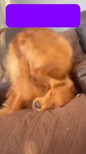 Vet Otic 10 ml - Earmites Kutu Telinga Kucing Anjing Obat Vet Otic Rekomendasi Dokter Hewan