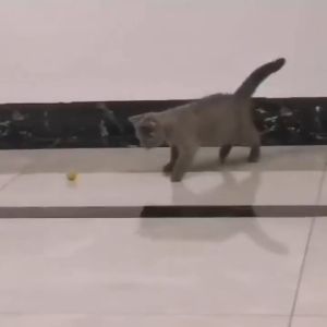 mainan hewan peliharaan kucing bola rajutan bola untuk cakar kucing pelengkapan kucing peliharaan