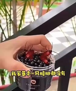 [Powerful cockroach killer] German cockroach killer that kills the entire nest of cockroaches for home use indoor kitchen cockroach killer cockroach magic box for home use