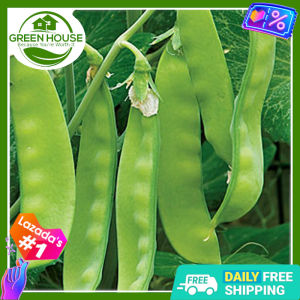 Green House® - Snow Peas Seeds for Planting Vegetable Plants (20 Seed) incl. Instruction - Chinese Pea Plant Hybrid F1