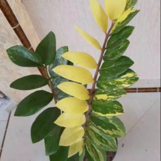 Tanaman hias zamia culcas varigata - zamia kulkas varigata Tanaman Indoor  Hijau Lingkungan Tumbuh Tanaman Hias - Lazada | Lazada Indonesia