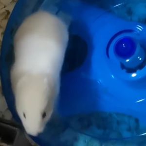 Hamster Flying Saucer Wheel Hamster running wheel with bracket silent hedgehog honey bag flying saucer running sports pet toy