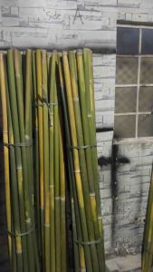Bamboo With Free TREATMENT and TANSI PANALI 6 feet Long