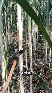 Alat perkebunan alat pertanian pembersih daun tebu (model L)