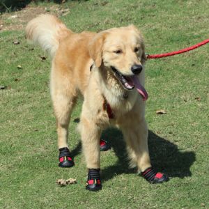 Hateli giày cho chó Phản Quang Không Thấm Nước Ủng đi mưa cho chó Ấm chống tuyết Mưa Thú cưng Chó con Booties Chống Tất chống trượt Giày Dép Cho chó lớn và trung bình Nhỏ 4 cái/bộ