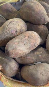 Combo 3kg KHOAI SÂM ĐẤT Lào Cai ăn sống (củ 4-5củ/1kg)