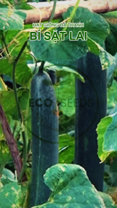 [EcoSeeds] Combo 2 Gói Hạt Giống Bí Sặt Lai (Bí Đao Xanh Trái Dài) Nông Hưng Phú - Cao Sản Siêu Trái - Gói 1g
