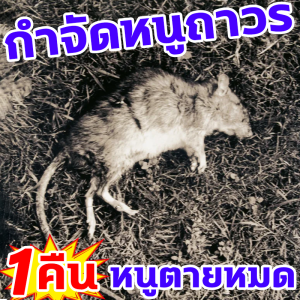 🐭1 คืน ไวสุด🐭ยาฆ่าหนู คัดสรรนำเข้าจากอเมริกา30ถุง1500g ยาเบื่อหนู กำจัดหนูได้อย่างรวดเร็ว ยากำจัดหนู แห้งไม่เหม็น ผลดีกว่าที่ดักหนู ยาเบื่อหนูแห้ง เหยื่อกำจัดหนูที่มีประสิทธิภาพ กำจัดหนู ไม่อันตรายต่อคนและสัตว์เลี้ยง เหยื่อหนู เหยื่อกำจัดหนู