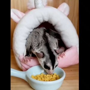 Sugar Glider Egg Yolk Seed 蜜袋鼯蛋黄软磷脂颗粒