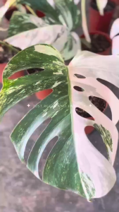 TKL - Rare Monstera Albo Borsigiana Variegated (1-7 Leaf) 稀有龟背竹白锦 (1-7叶)