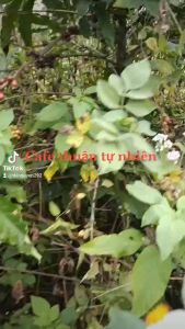 Combo Tiêu + Cafe Thải độc - trồng theo phương pháp thuận tự nhiên