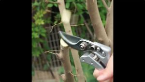[MADE IN JAPAN] Gunting Dahan Pruning Shears SK5 steel blade Gunting Steak Batang Pohon Tanaman\\n\\n Apa Itu Gunting Dahan Pruning Shears SK5 Steel?\\n\\nGunting Dahan Pruning Shears SK5 Steel adalah alat pemotong dahan tanaman berkualitas tinggi yang diproduksi di Jepang. Alat ini terbuat dari bahan SK5 steel dan aluminium alloy, yang membuatnya sangat tajam dan tahan lama. Gunting ini dirancang khusus untuk memotong dahan dan batang pohon tanaman dengan mudah dan efisien.\\n\\n Material dan Keunggulan\\n\\nGunting Dahan Pruning Shears SK5 Steel terbuat dari bahan SK5 steel dan aluminium alloy. Bahan ini memberikan keunggulan dalam hal ketajaman dan daya tahan. Selain itu, gunting ini memiliki desain yang memudahkan penggunaan dan perawatan.\\n\\n Spesifikasi Produk\\n\\nBerikut adalah spesifikasi produk Gunting Dahan Pruning Shears SK5 Steel:\\n\\n- Material: SK5 steel + aluminium alloy\\n- Penggunaan: Digunakan untuk memotong tanaman di kebun\\n- Ukuran saat gunting dibuka: 40 mm\\n- Sifat produk: Desain yang memenuhi masalah, permukaan anti selip, anti goyang, kontrol, keras\\n- Dilengkapi dengan spring yang tahan lama\\n- Respons otomatis, mudah digunakan, rileks dan nyaman\\n- Desain ini cocok untuk digunakan. Kunci dapat melindungi daun pisau saat pengiriman dan penyimpanan\\n- Bisa mengatur ukuran pisau, yang bisa memotong dahan dengan mudah dengan ketebalan 2 cm\\n\\n Bagaimana Menggunakan Gunting Dahan Pruning Shears SK5 Steel?\\n\\nUntuk menggunakan Gunting Dahan Pruning Shears SK5 Steel dengan benar, ikuti langkah-langkah berikut:\\n\\n1. Pastikan gunting sudah terbuka dan siap digunakan.\\n2. Tempatkan dahan atau batang pohon yang akan dipotong di antara kedua daun pisau.\\n3. Tekan kedua pegangan gunting secara merata hingga dahan atau batang pohon dipotong.\\n4. Setelah selesai, tutup gunting dan simpan di tempat yang aman.\\n\\n Cara Penggunaan yang Tepat\\n\\nUntuk mendapatkan hasil terbaik, pastikan gunting Dahan Pruning Shears SK5 Steel digunakan dengan cara yang benar. Ikuti petunjuk penggunaan yang disertakan di dalam kotak dan pastikan gunting selalu bersih dan tajam.\\n\\n Perawatan dan Pemeliharaan\\n\\nUntuk menjaga kualitas dan daya tahan Gunting Dahan Pruning Shears SK5 Steel, lakukan perawatan dan pemeliharaan secara rutin. Bersihkan gunting setelah setiap penggunaan dan simpan di tempat yang aman. Jika perlu, tajamkan daun pisau secara berkala.\\n\\n Manfaat Gunting Dahan Pruning Shears SK5 Steel\\n\\nGunting Dahan Pruning Shears SK5 Steel memiliki beberapa manfaat yang bisa Anda dapatkan:\\n\\n Efisiensi dalam Merawat Taman\\n\\nDengan menggunakan Gunting Dahan Pruning Shears SK5 Steel, Anda bisa merawat taman dengan lebih efisien. Alat ini memudahkan proses pemotongan dahan dan batang pohon tanaman, sehingga Anda bisa menghabiskan lebih sedikit waktu dan energi.\\n\\n Kualitas Tinggi dan Durabilitas\\n\\nGunting Dahan Pruning Shears SK5 Steel memiliki kualitas tinggi dan durabilitas yang tinggi. Bahan SK5 steel dan aluminium alloy membuat alat ini tahan lama dan tahan terhadap korosi. Selain itu, desain yang ergonomis membuat gunting ini nyaman digunakan dalam jangka waktu yang lama.\\n\\n Kesimpulan\\n\\nGunting Dahan Pruning Shears SK5 Steel adalah alat pemotong dahan tanaman berkualitas tinggi yang diproduksi di Jepang. Alat ini memiliki kualitas tinggi, daya tahan yang baik, dan desain yang ergonomis. Dengan menggunakan Gunting Dahan Pruning Shears SK5 Steel, Anda bisa merawat taman dengan lebih efisien dan mudah.\n}