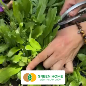 Hạt Giống Ngò Gai Greenhome Gói 5gr~5000 hạt Mùi Tàu Nảy Mầm Cao Thu Hoạch Nhanh Năng Suất G08