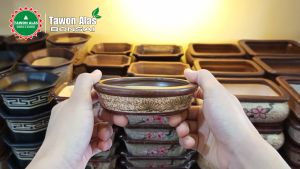 Pot Bonsai Keramik Mame Bulat Ceper: Pilihan Terbaik untuk Interior