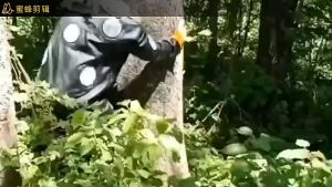 ยยมัลที่ปีนต้นไม้ อุปกรณ์ปีนต้นไม้ ต้นไม้ รุ่น เข็มขัดเซฟตี้ และเข็มขัดนิรภัยคาดเอว รองเท้าปีนต้นไม้ กระจายกับเส้นเล็กสแตนเลส ไม่ใช่เครื่องมือพิเศษ